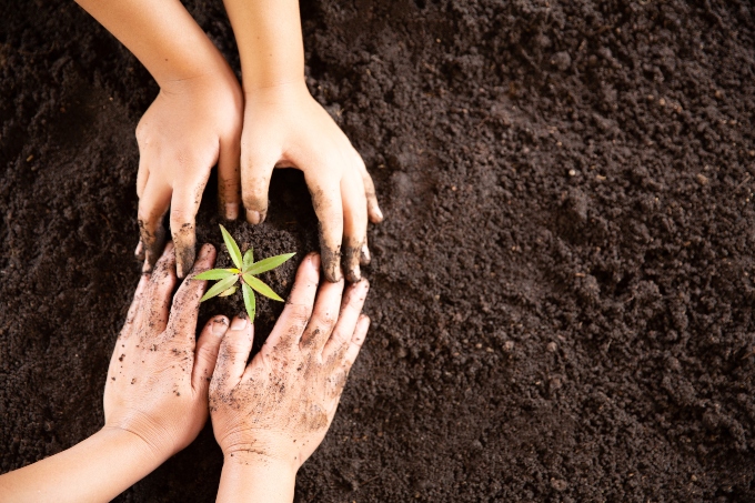 Obligación para empleadores de desarrollar un programa de siembra de árboles